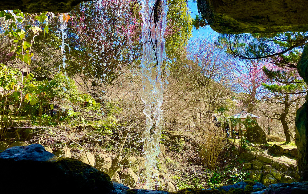 Photo_犬と旅行_犬連れ旅行_Otter the Dachshund_熱海梅園_Atami plum garden_梅見の滝_裏側からの風景